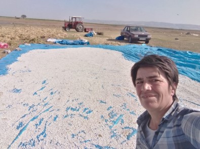 Manyas'ın Meşhur Kazak Fasulyesinin Hasadı Başladı