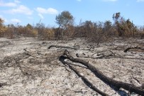 Samsun'da Ormanlarda Çıkan 41 Yangında 64,75 Hektar Alan Zarar Gördü