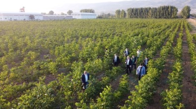 Tokat'ta Ceviz Üretimine Önemli Destek