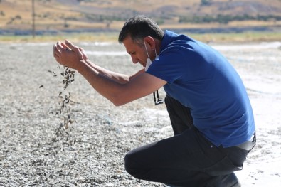 Tunceli'de Çekirdek Hasadı