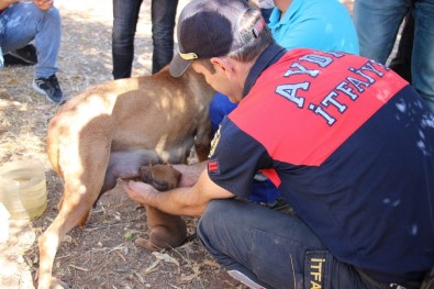 Yavru Köpeği Annesine Kavuşturdular
