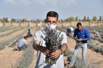 Karatay'da Lavantaların İkinci Hasadı Yapıldı