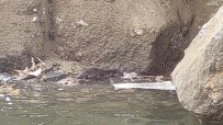 Nesli Tükenmekte Olan Su Samuru Varto'da Görüntülendi Haberi