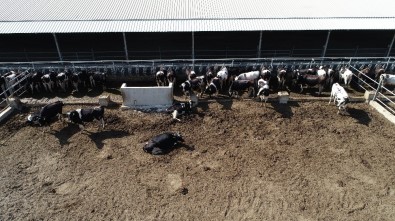 5 Yıldızlı Otel Konforunda Bakılan İneklerin Süt Verimi Arttı