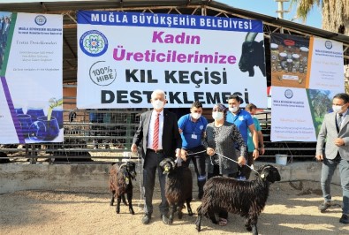 Büyükşehirden Kırsaldaki Kadınlara Keçi Desteği Sürüyor