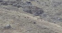 Elazığ'da Dağ Keçileri Sürü Halinde Görüntülendi