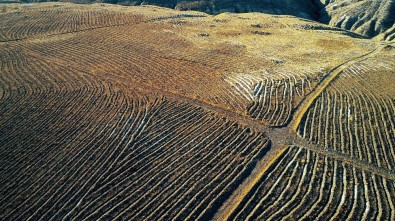 Guinnes Ormanı'ndaki Fidanlar Büyüyor