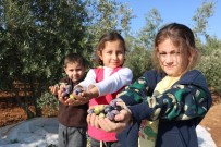 Kahramanmaraş'ta Zeytinde 15 Bin Rekolte Bekleniyor