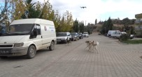 Köpeklerin Drona Saldırı Girişimi Kamerada Haberi