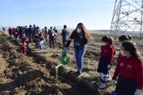 Burdur Genelinde 15 Bin Fidan Dikilecek Haberi