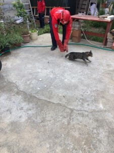 Burhaniye'de Kedi Kurtarma Operasyonu