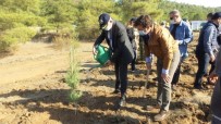 Marmaris'te 1000 Çam Fidanı Toprakla Buluştu