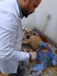 Sağlık Çalışanları, Kazada Yaralanan Köpeğe Müdahale Edip Hayata Tutunmasını Sağladı Haberi