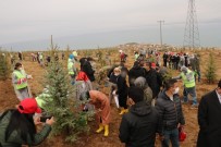 Van Valisi Bilmez Açıklaması 'Geçen Sene Dikilen Ağaçların Yüzde 80'İ Tuttu'