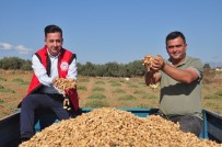 Antalya'da 'Fıstık' Gibi İşe Rağbet Artıyor Haberi