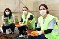 Çiğli Belediyesi Kendi Çiçeğini Üretiyor Haberi