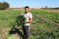 Şanlıurfa'da Ispanak Hasadı Başladı