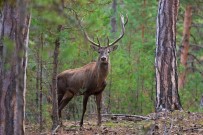 Yaban Hayatı Fotoğraf Karelerine Yansıdı