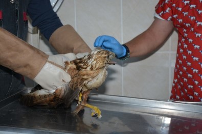 Yaralı Şahin Tedavisinin Ardından Doğaya Bırakıldı