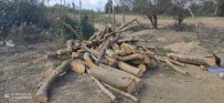 Alaçam'da 30 Ton Kaçak Orman Emvali Ele Geçirildi Haberi