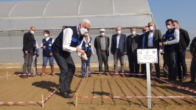 Ata Tohumu 'Karakılçık' Buğdayı Toprakla Buluştu