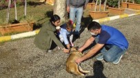 Küçük Almira, Kendisini Isıran Sokak Köpeğini Sevdi