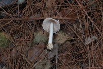 Kuşadası'nda Keşfedilen Mantara 'Türkiye' Adı Verildi