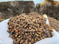 Afyonkarahisar Taşoluk'ta Vitamin Deposu 'Arı Ekmeği' Üretimi Başladı Haberi