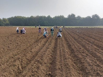 Biberiye Fideleri Toprakla Buluşmaya Devam Ediyor