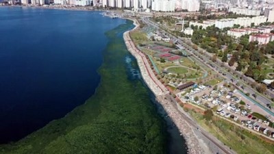 'Deniz Marulları' İzmir Körfezi'ni Yeşile Bürüdü