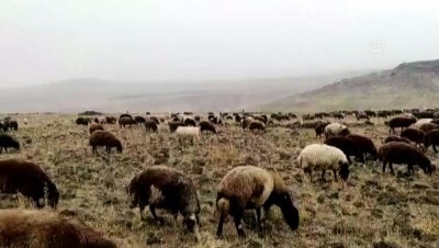 Ağrı'daki Fuhuş Operasyonunda 5 Zanlı Tutuklandı