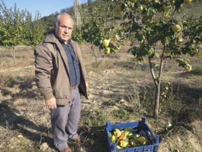 Buldan'da Ayva Hasadı Başladı
