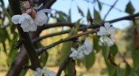 Bursa'da Kiraz Ağacı Kasım Ayında Çiçek Açtı Haberi