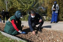 Gölbaşı Lalelerle Renklenecek