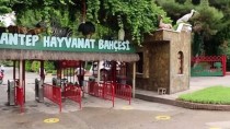 Yaralı Yabani Ve Kaçak Hayvanlar Gaziantep Hayvanat Bahçesi'nde Yaşama Tutunuyor