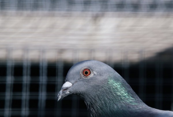 1 milyon 600 bin euroya satılan güvercin!