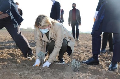 Mor Renkli Kraliçeler Toprakla Buluştu