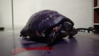 Ayakları Yanmış Halde Bulunan Kaplumbağa Tedavi Edildi Haberi