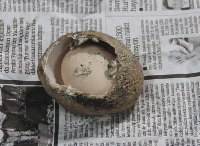 Milyonda Bir Görülüyor Açıklaması 4 Katmanlı Yumurtadan Yumurta Çıktı