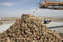 Malazgirt'te Şeker Pancarı Verimi Çiftçilerin Yüzünü Güldürdü Haberi