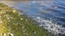 Nallıhan'da Toplu Balık Ölümleri Dikkat Çekti Haberi