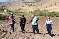 Başkan Şalvarını Giyip Belediye Arazisine Karakılçık Buğdayı Ekti Haberi