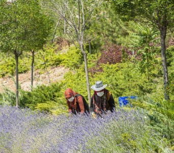 Ekonomiye Ve Turizme Katkı