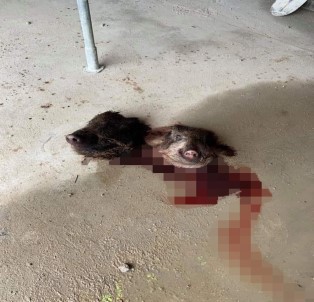 Fransa'da camiye çirkin saldırı