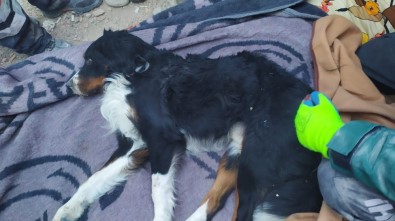 İzmir'de Enkaz Altından 65 Saat Sonra Bir Köpek Sağ Olarak Çıkartıldı