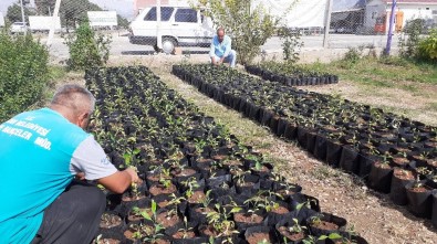 Kozan Belediyesi Turunç Fidanı Üretiyor