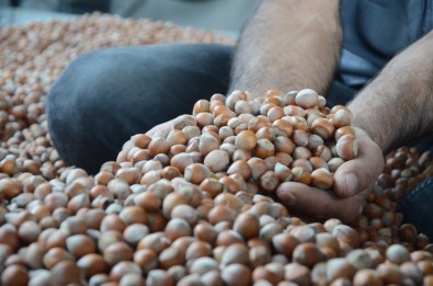 Ordu'da Serbest Piyasada Fındık 23,5 Lira