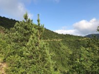 Tirebolu İlçesindeki Hızırilyas Tepesi Tabiat Parkı Olarak İlan Edildi