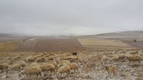 Koyunları Otlatırken Kar Yağışına Yakalandılar Haberi
