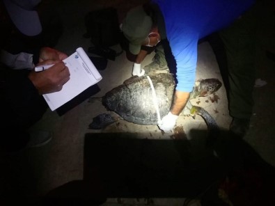 Kuşadası'nda İki Kaplumbağa Ölü Olarak Bulunduu